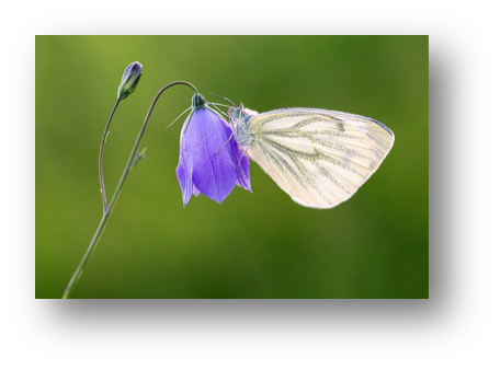 butterfly butterfly