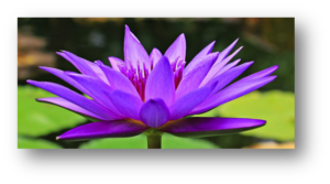 lotus shade lotus shade