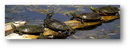 turtle stretch turtle stretch